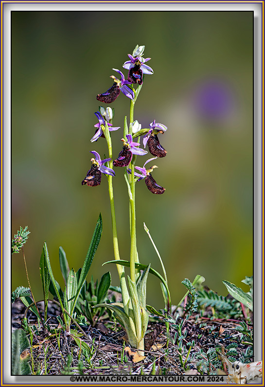 Ophrys Aurelia